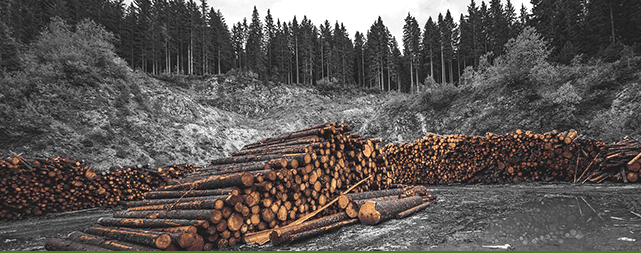 Ministerul Mediului susține amendamentele USR la Codul Silvic privind accesul liber în păduri și arborii remarcabili icon