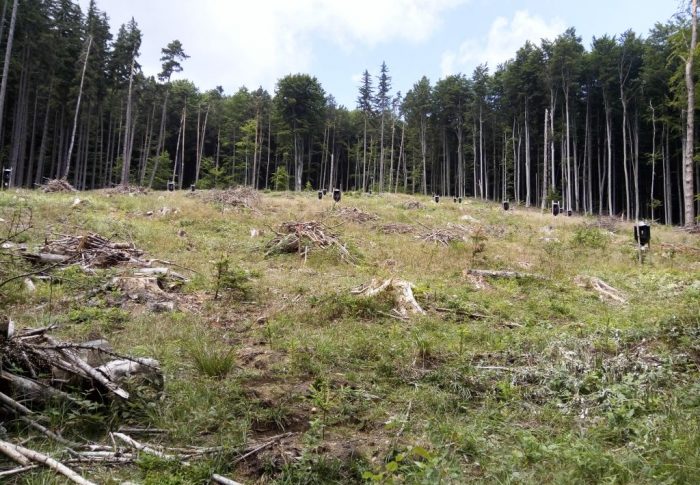 USR susține necesitatea aplicației Inspectorul Pădurii
