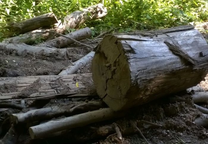 Dezbatere pe tema interzicerii totale a tăierilor de păduri în Parcurile Naționale