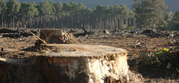 Guvernul Dăncilă dă liber la defrișări pe locul celei mai mari tragedii de mediu din România