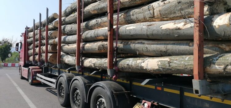 Cătălin Drulă anunță accelerarea controalelor pentru transportul de marfă, inclusiv de lemne. Sancțiuni de peste 3 milioane de lei